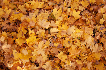 Fallen yellow maple leaves. Background. 