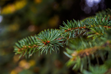 Evergreen branches of the blue spruce. Shallow depth of field. Beautiful bokeh background.