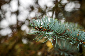 Naklejka na ściany i meble Blue spruce branches on a green background.The blue spruce, green spruce, white spruce, Colorado spruce or Colorado blue spruce, with the scientific name Picea pungens, is a species of spruce tree.