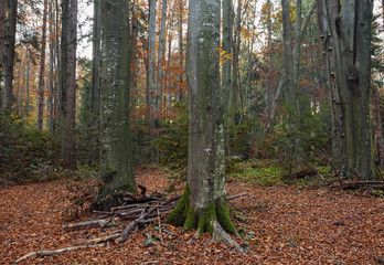 natural beech forests in Carpathians in the autumn colors of the sunny day. beech forest in the Carpathian Mountains in autumn colors