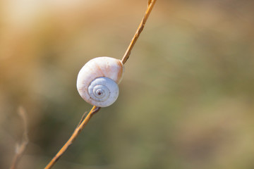 Snail crawling on the stem of a plant. Nature and fauna of the coasts in the Mediterranean. Selective focus on a plant with a dried snail shell.