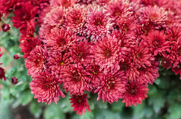 shrub red chrysanthemum macro, selective focus