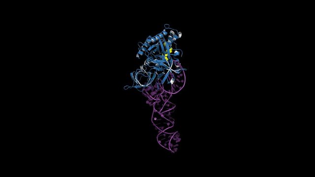 EF-Tu elongation factor catalyzes the binding of an aminoacyl-tRNA to the ribosome. Rotating cartoon model with semi-transparent surface, seamless loop.