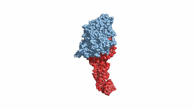 EF-Tu elongation factor catalyzes the binding of an aminoacyl-tRNA to the ribosome. Rotating space-filling model, seamless loop.