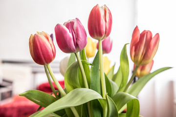 Bunter Tulpenstrauß stehen an einem hellen Platz