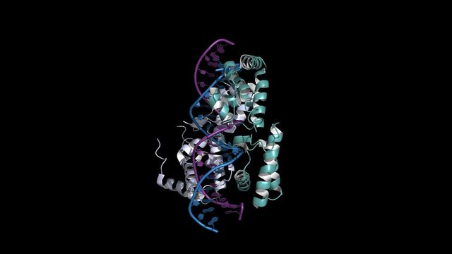 HNF homeobox A (HNF1A) transcription factor, rotating cartoon model, seamless loop