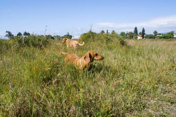 A brown dachshund and another dog standing in long green grass with a few houses in the distance