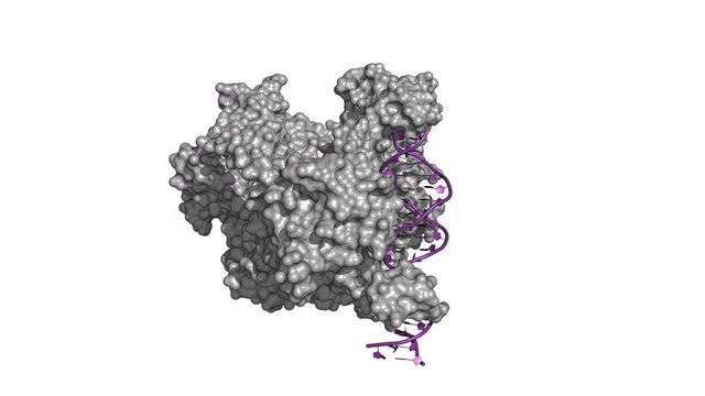DNMT3 is an enzyme from a group of DNA methlytransferases, which modify DNA in order to regulate gene expression and activity. Rotating surface model.