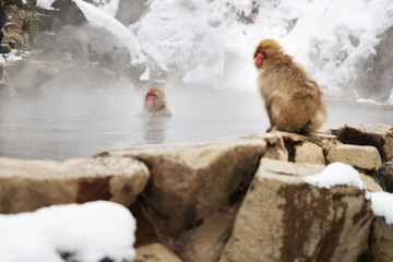 animals, nature and wildlife concept - japanese macaques or snow monkeys in hot spring of jigokudani park