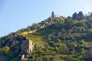 Fototapeta na wymiar vineyard below the ruins of Duernstein castle
