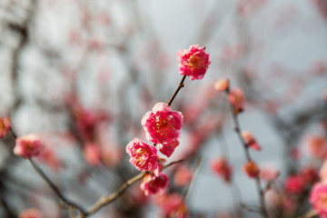 nature, botany, gardening and flora concept - close up of beautiful sakura tree blossoms