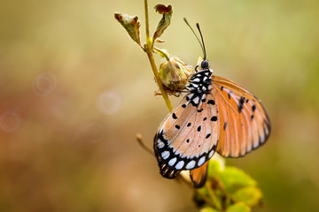 Obraz premium Orange Butterfly - Macro Photo Collection