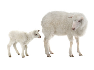 baby and sheep on a white