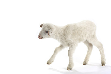 going baby sheep on a white