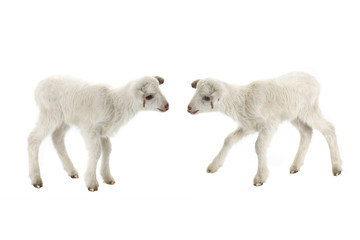 Fototapeta premium two baby sheep on a white