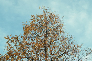 Crown of birch in autumn
