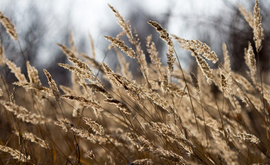 Fototapeta premium grass in the wind