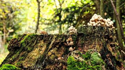 green moss on a tree