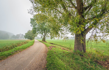 Rural landscape in a Dutch polder with tall willow trees next to a curved country road in early morning fog.