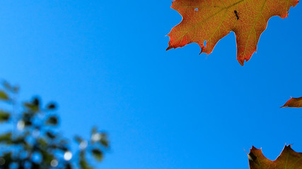 Fototapeta premium leaf