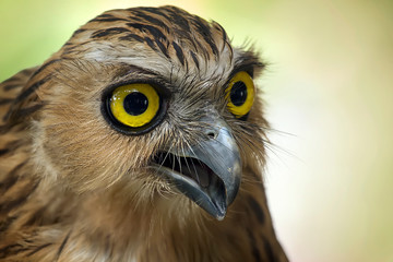 Great Horned Owl - Close Up - Animal Photo Collection