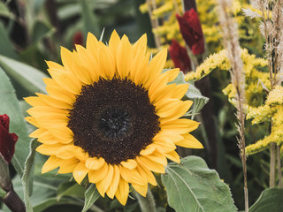 Close up on sunflower