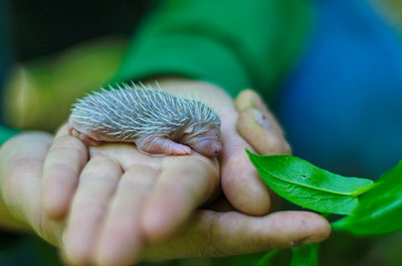 hedgehog baby in hand