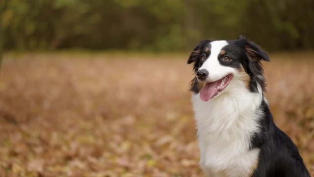 Happy Aussie at autumn park. Beautiful Australian shepherd puppy 10 months old - portrait close-up. Cute dog enjoy playing in a park an autumn sunny day. - Powered by Adobe
