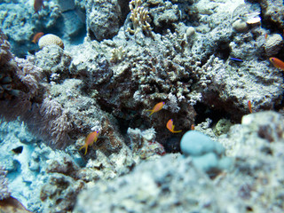 Rotes Meer