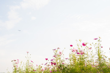 Obraz na płótnie Canvas コスモス(香川県)空に小さく飛行機