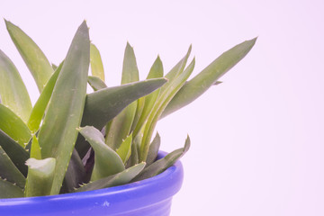 Obraz premium Aloe Vera