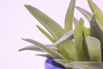 Obraz premium Aloe Vera