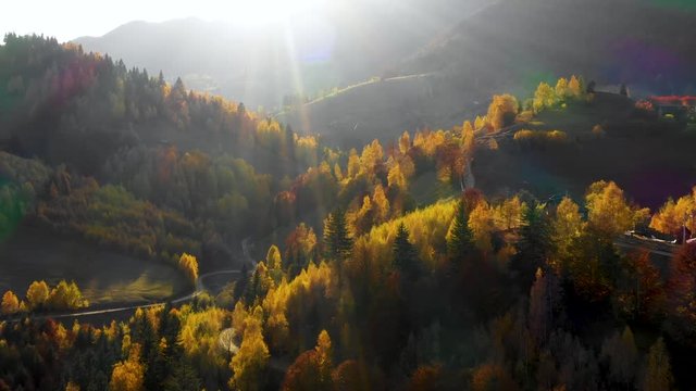 Aerial view. Mountain valley and orange larch forest woods in sunny autumn. Outdoor colorful nature landscape mountains wild fall. Autumnal forest small larch forest. Colors of fall. October forest.
