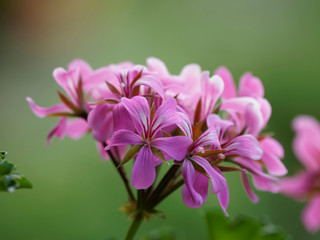 Fototapeta na wymiar Pelargonium. Fleurs originaire du Cap aux tiges avec des fleurs en inflorescence, reines des balcons et jardinières, communément appelées géranium.
