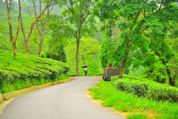 Fototapeta na wymiar A scenic road through the gielle tea estate in Darjeeling district.