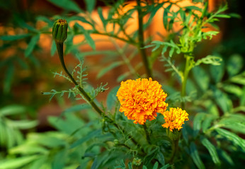 Marigold flowers