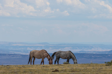 Beautiful wild Horses in Colorado