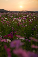 コスモス　夕暮れ(香川県)