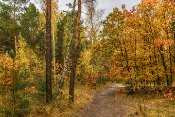 Obraz premium trip to autumn. walk in the woods. autumn colors. autumn leaves. melancholy.