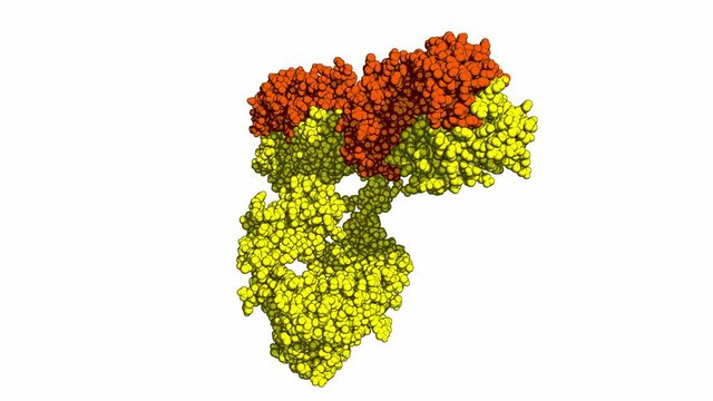Antibody, rotating space-filling model seamless loop. Light and heavy chains are colored yellow and orange, respectively.