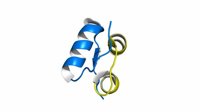 Rotating insulin monomer (active form of insulin), cartoon model, seamless loop