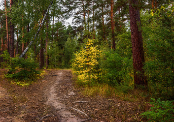 trip to autumn. walk in the woods. autumn colors. autumn leaves. melancholy.