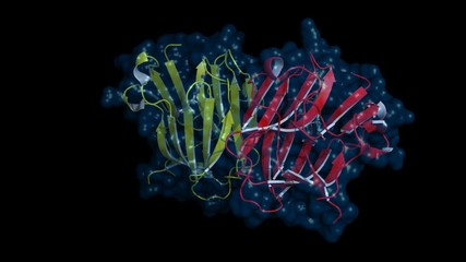 Testosterone-binding globulin, rotating cartoon model with semi-transparent surface, seamless loop