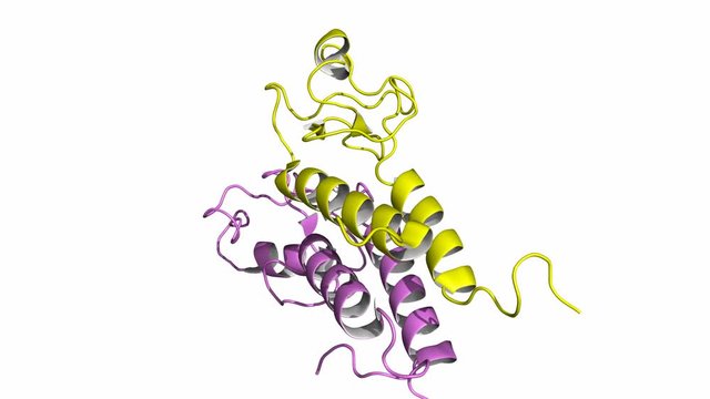 BRCA1 tumor suppressor protein RING domain, in complex with BARD1 protein. Rotating cartoon model, seamless loop