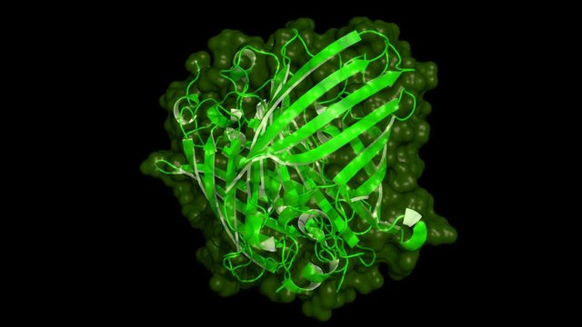 Green fluorescent protein (GFP). rotating dimer, cartoon model with semi-transparent surface, seamless loop