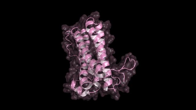 Prolactin hormone, rotating cartoon model with semi-transparent surface, seamless loop