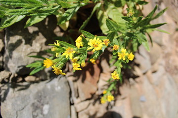 Enula ditricchia viscosa asteraceae con fiori gialli