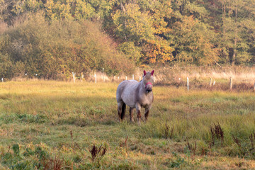 Obraz premium Apfelschimmel in der Morgensonne auf der Weide