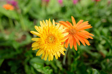 Yellow flower in the garden.