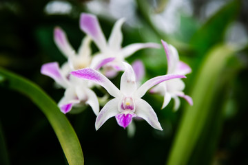 White Phaius orchids with shades of purple in Lembang, Indonesia
